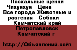 Пасхальные щенки Чихуахуа › Цена ­ 400 - Все города Животные и растения » Собаки   . Камчатский край,Петропавловск-Камчатский г.